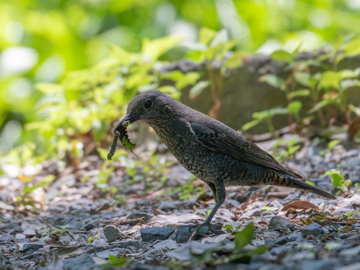 Blue Rock-Thrush - Takashi Miki