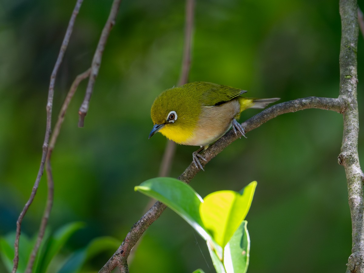 Warbling White-eye - Takashi Miki