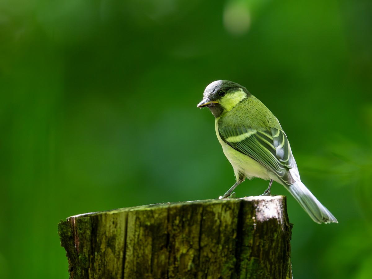 Japanese Tit - Takashi Miki