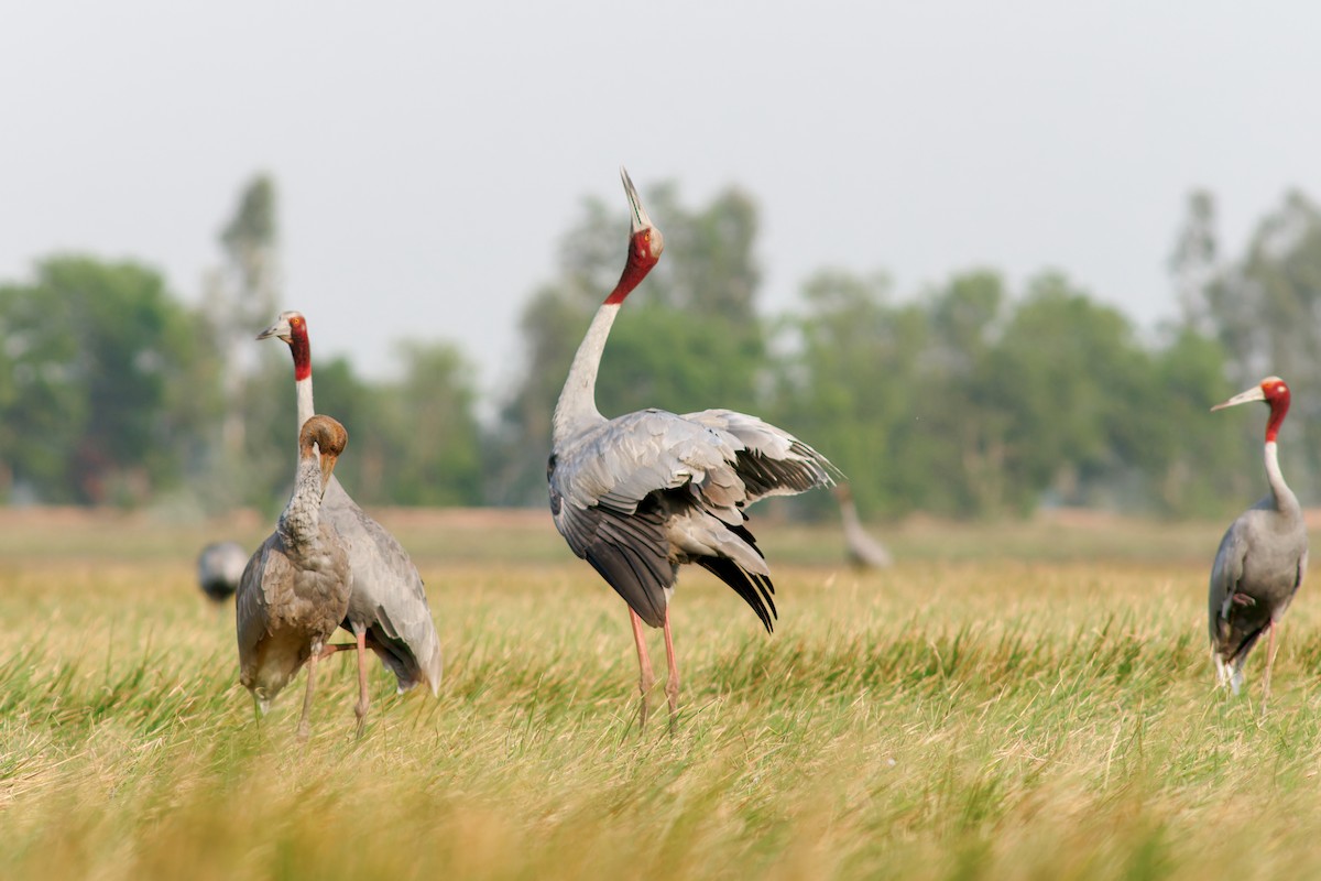 Sarus Crane - Se Chea