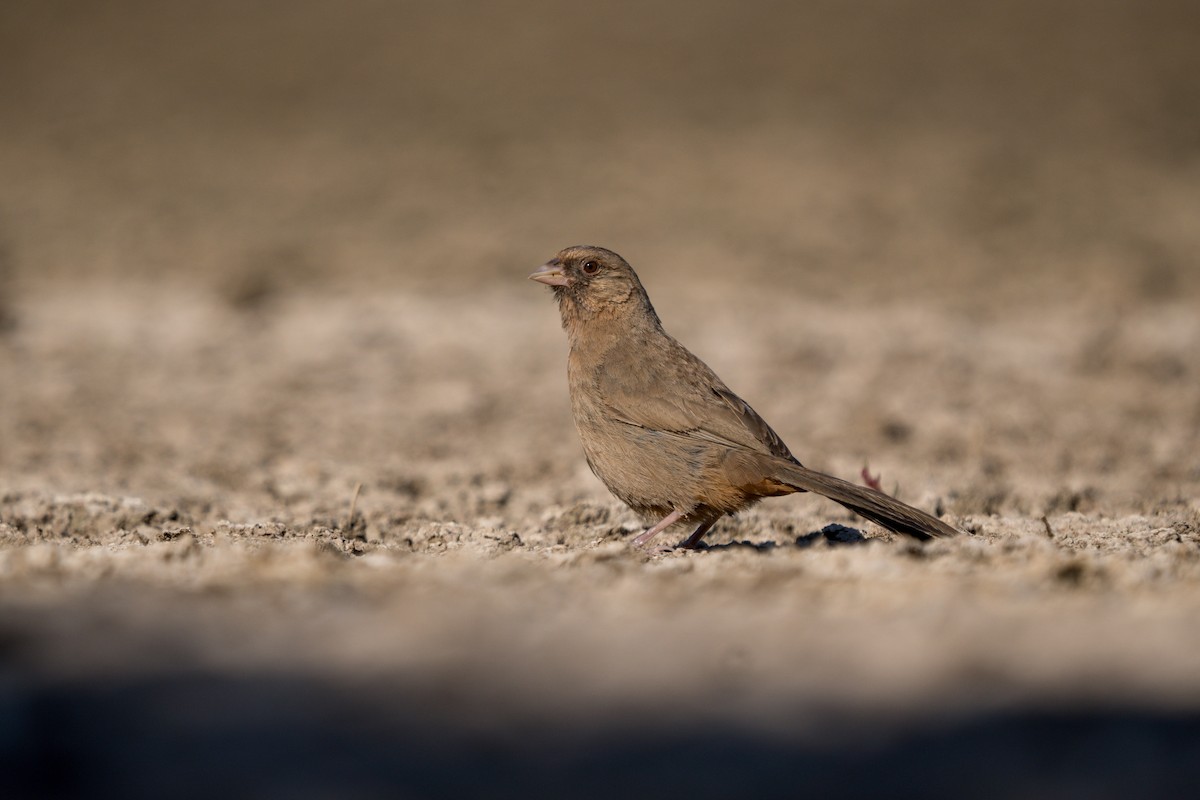 Abert's Towhee - Julian Ventres