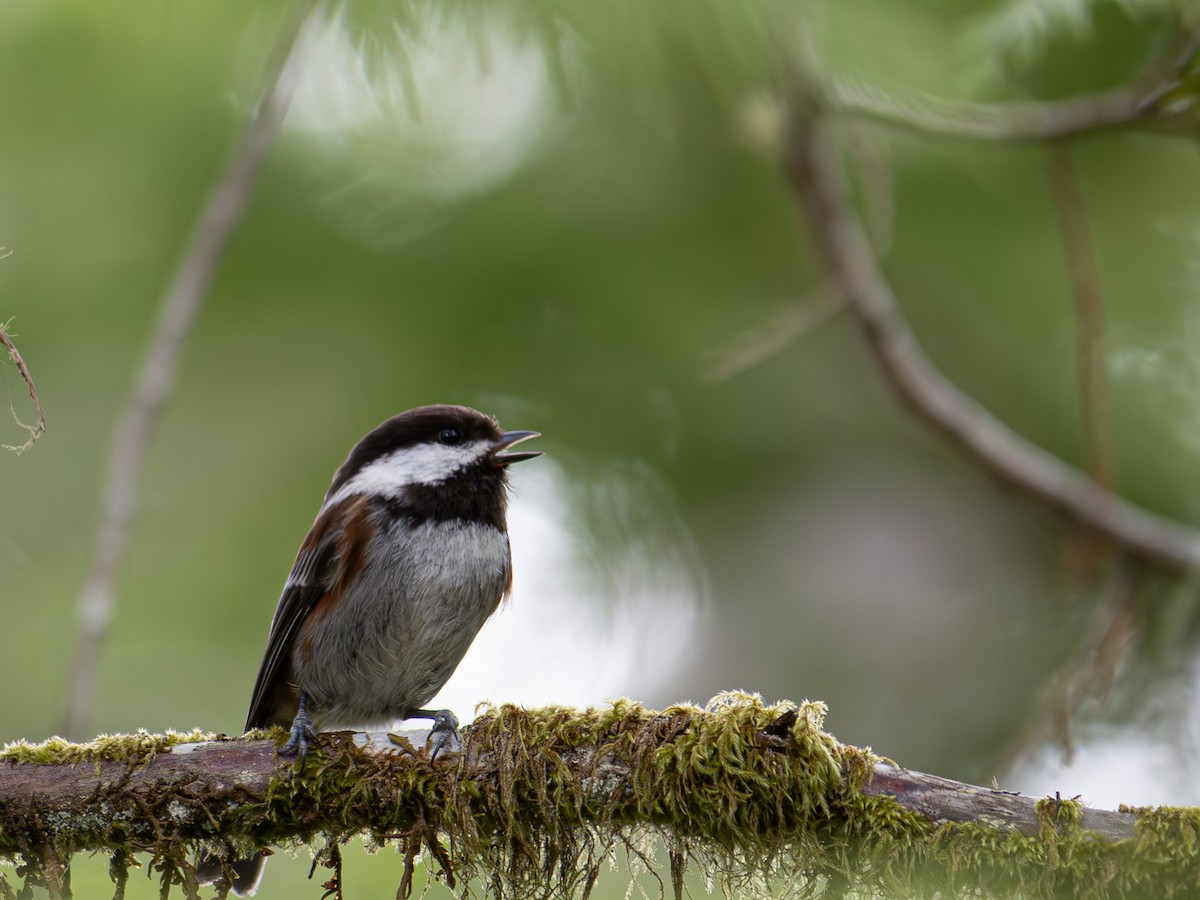 Chestnut-backed Chickadee - varun tipnis