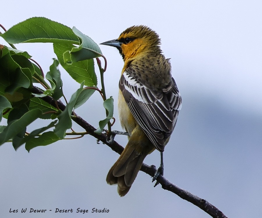 Bullock's Oriole - ML619214105