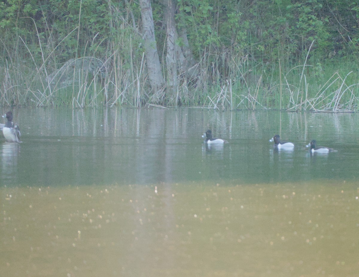 Ring-necked Duck - Caleb Evert