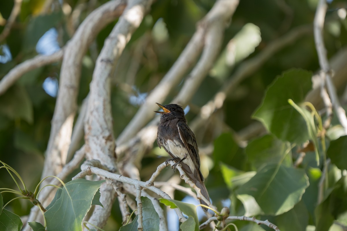 Black Phoebe - Julian Ventres