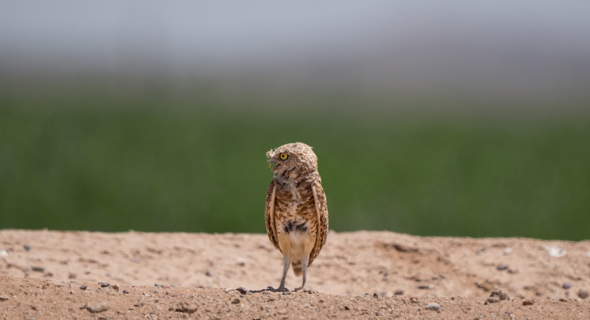 Burrowing Owl - Julian Ventres