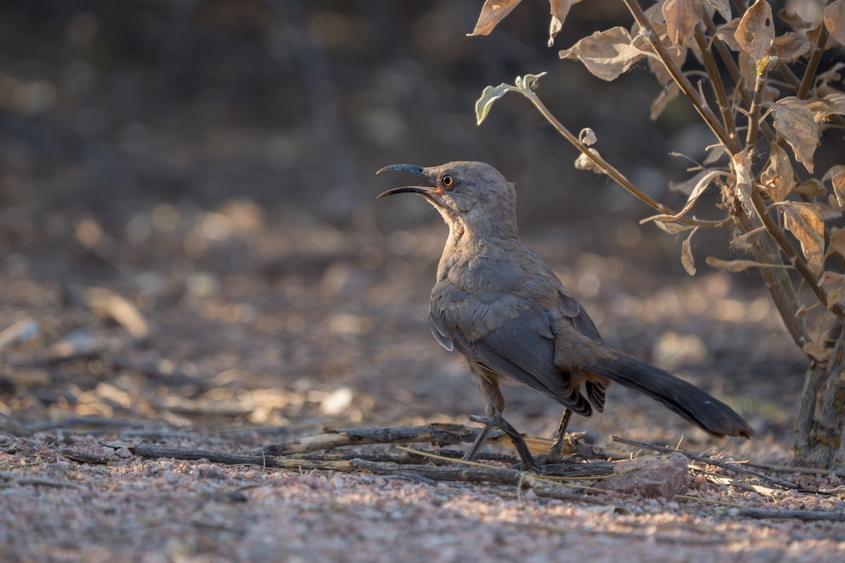 Curve-billed Thrasher - Julian Ventres