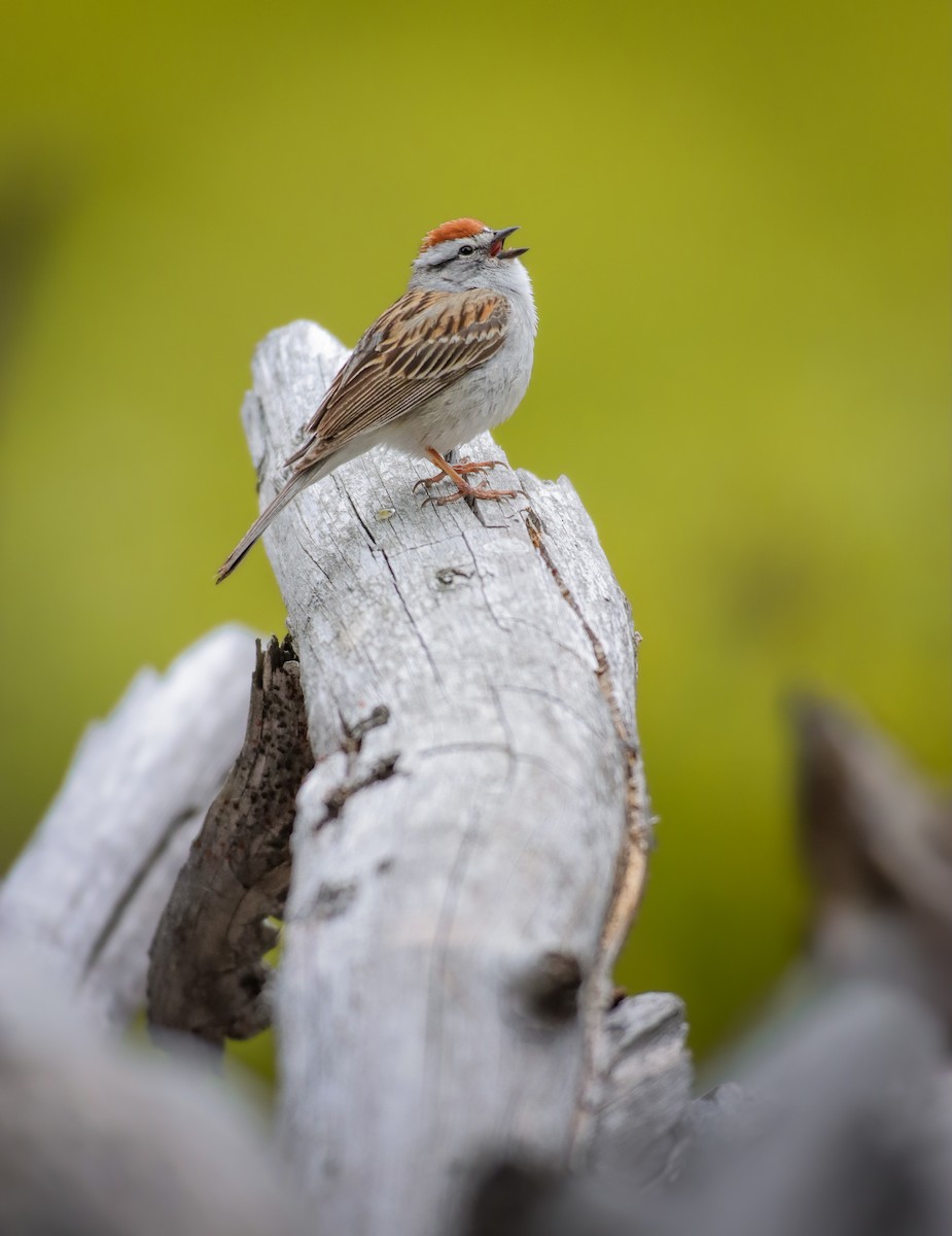 Chipping Sparrow - Andrew Thomas 🦅🪶