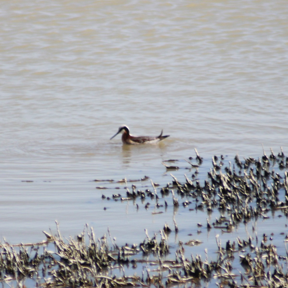 Wilson's Phalarope - Marsha Painter