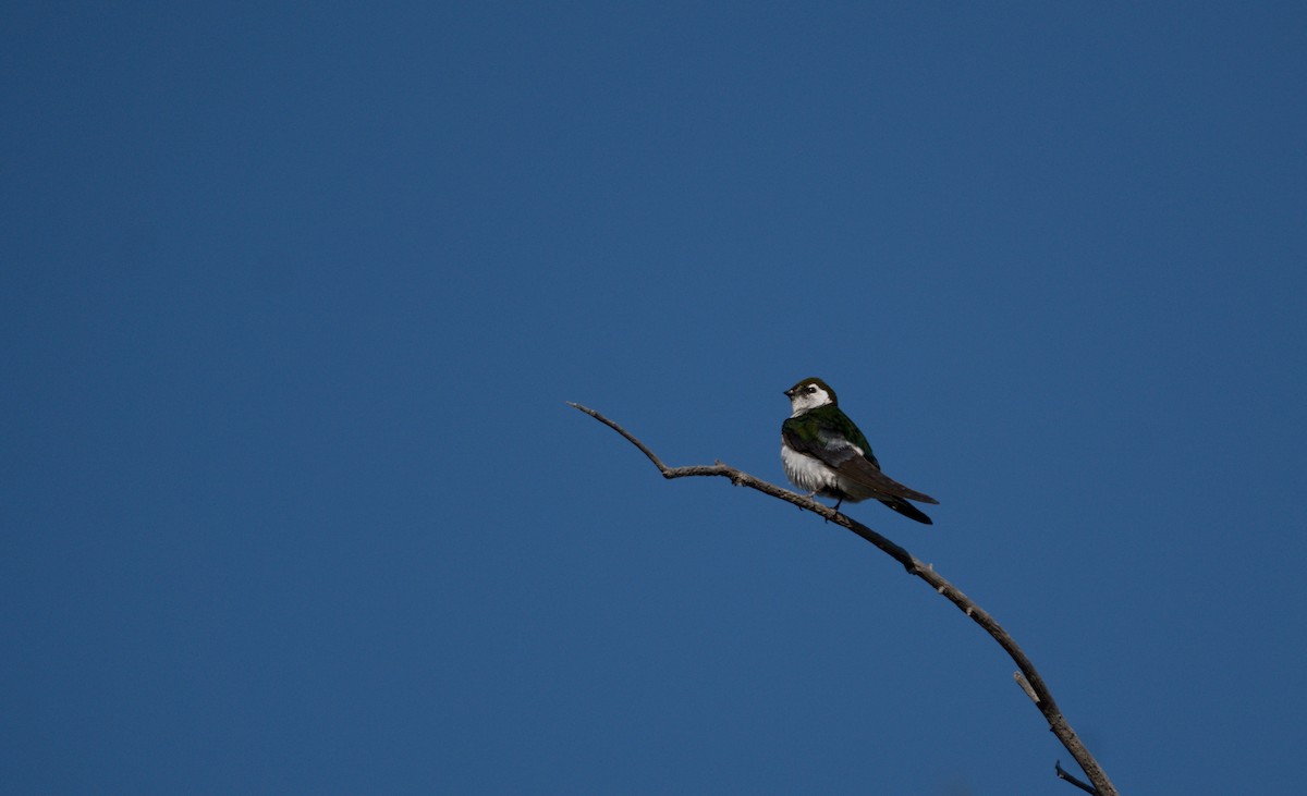 Violet-green Swallow - Julian Ventres