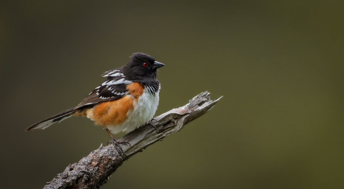 Spotted Towhee (maculatus Group) - Andrew Thomas 🦅🪶