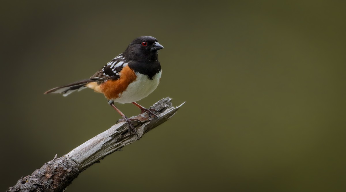 Spotted Towhee (maculatus Group) - ML619214136
