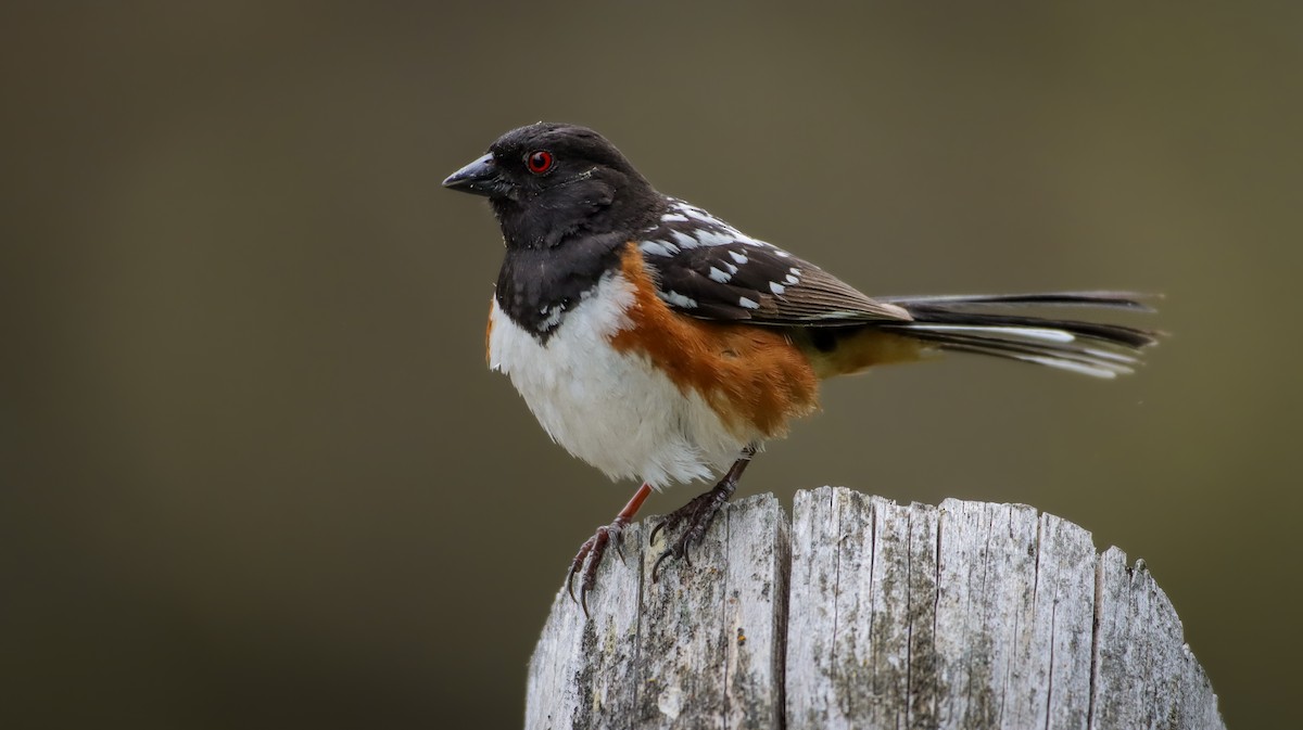 Spotted Towhee (maculatus Group) - Andrew Thomas 🦅🪶