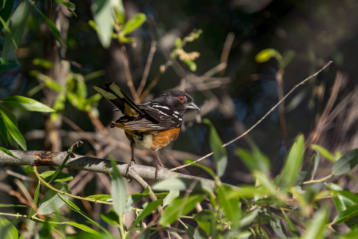 Spotted Towhee - Julian Ventres