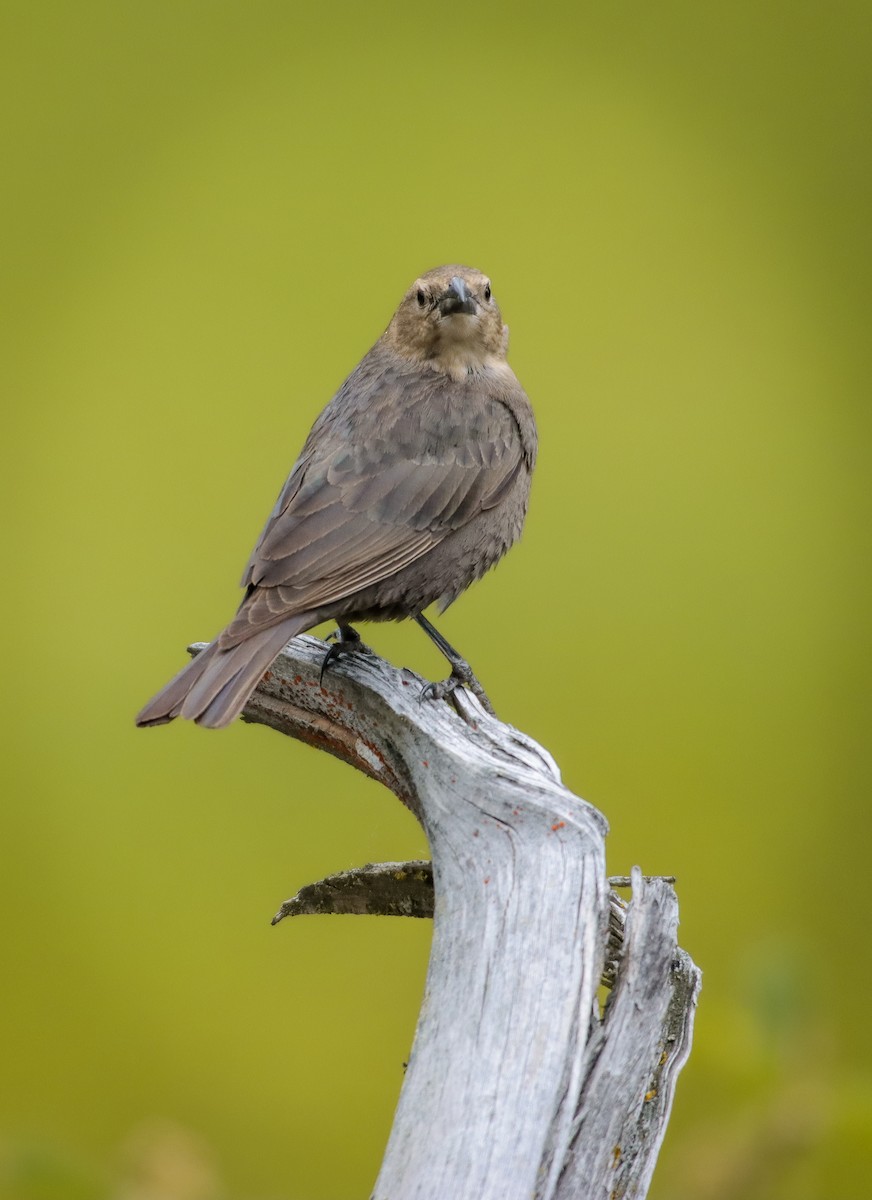 Brown-headed Cowbird - Andrew Thomas 🦅🪶