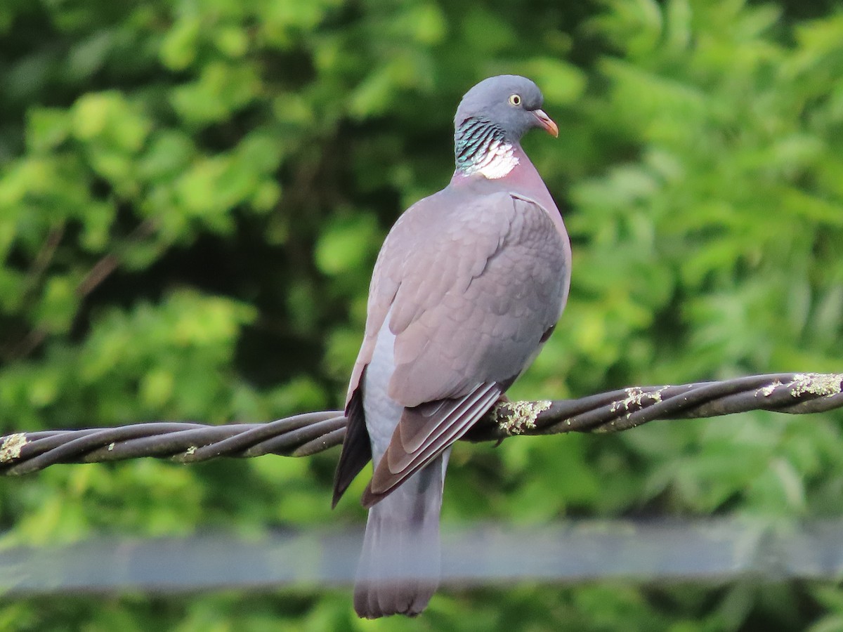 Common Wood-Pigeon - Clemente Álvarez Usategui