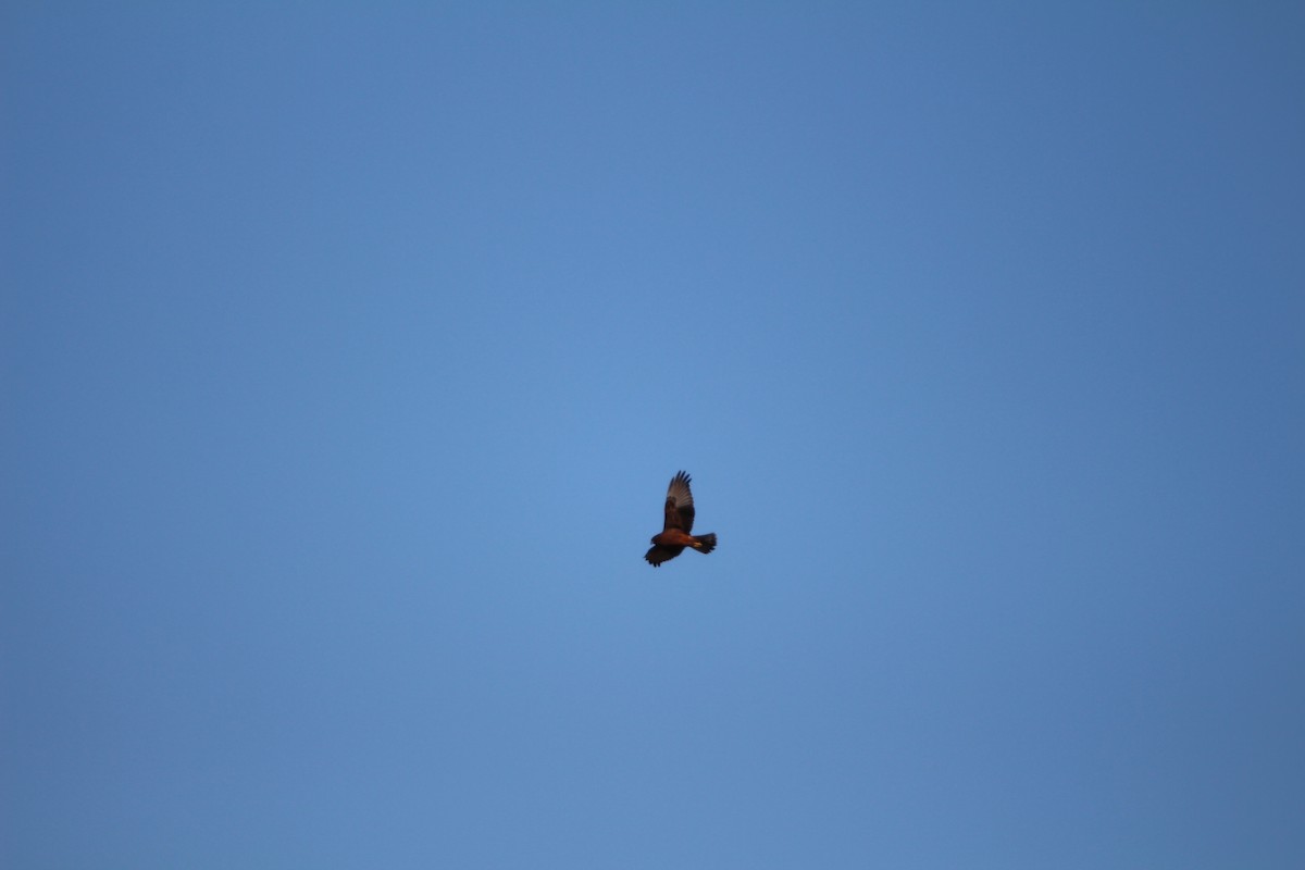 Swamp Harrier - Klervi Choulette