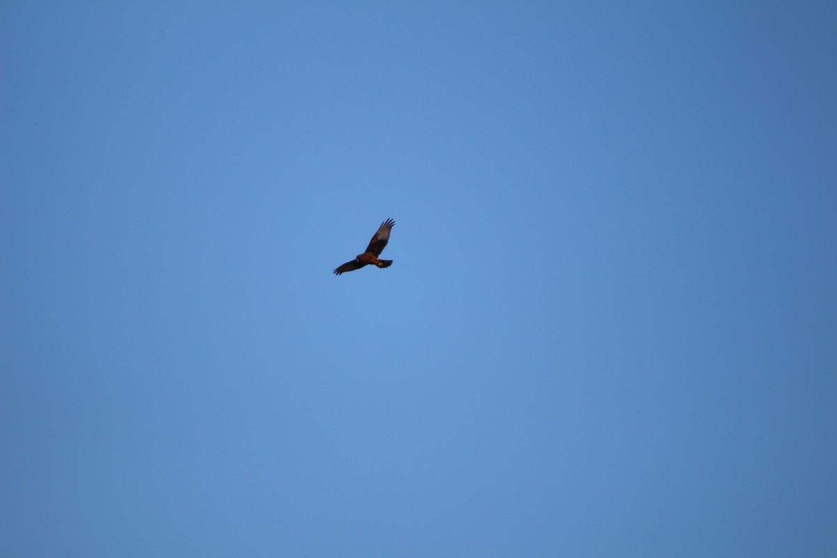 Swamp Harrier - Klervi Choulette