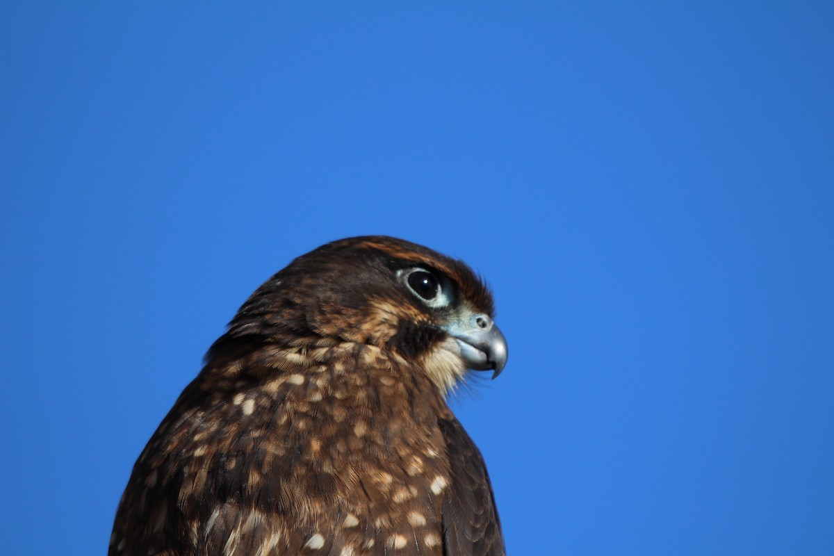 New Zealand Falcon - ML619214183