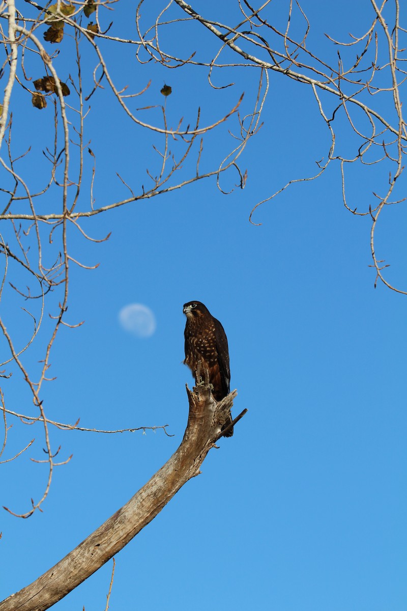 New Zealand Falcon - ML619214184