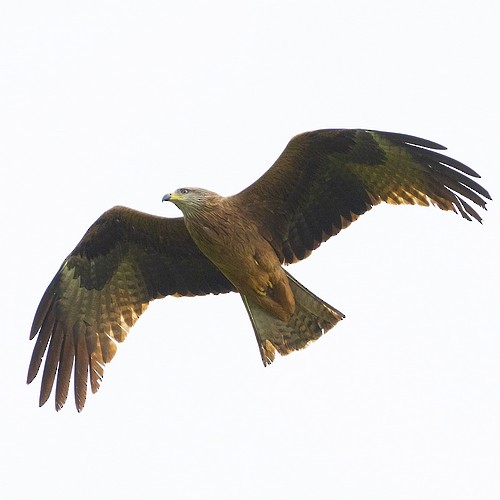 Black Kite - ML619214185