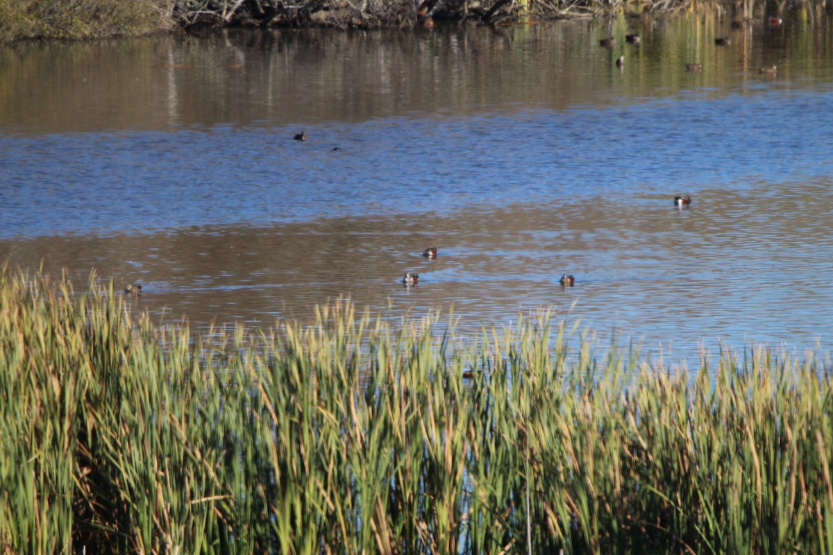 Paradise Shelduck - Klervi Choulette