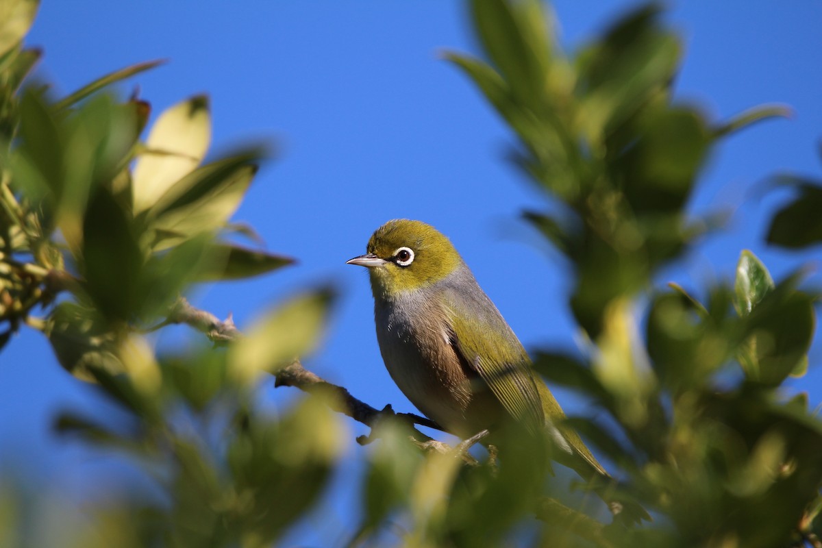 Silvereye - Klervi Choulette