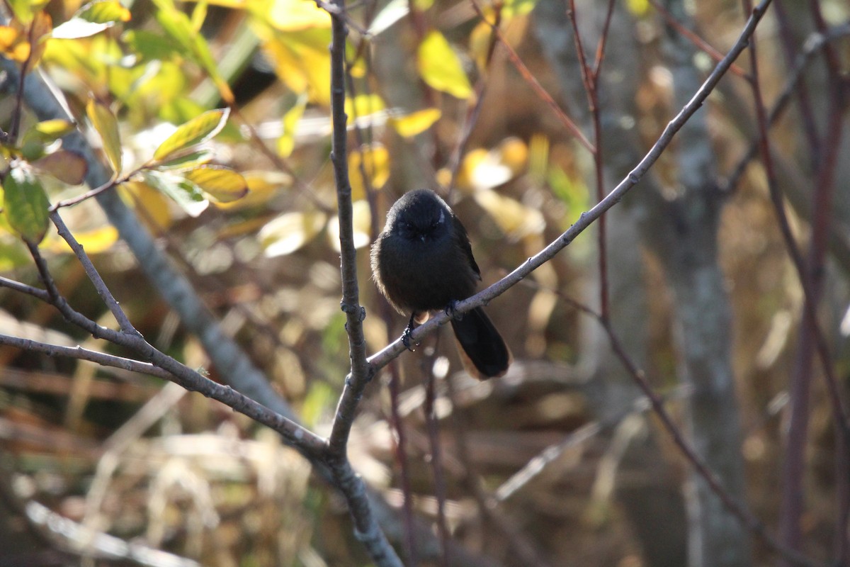 New Zealand Fantail - Klervi Choulette