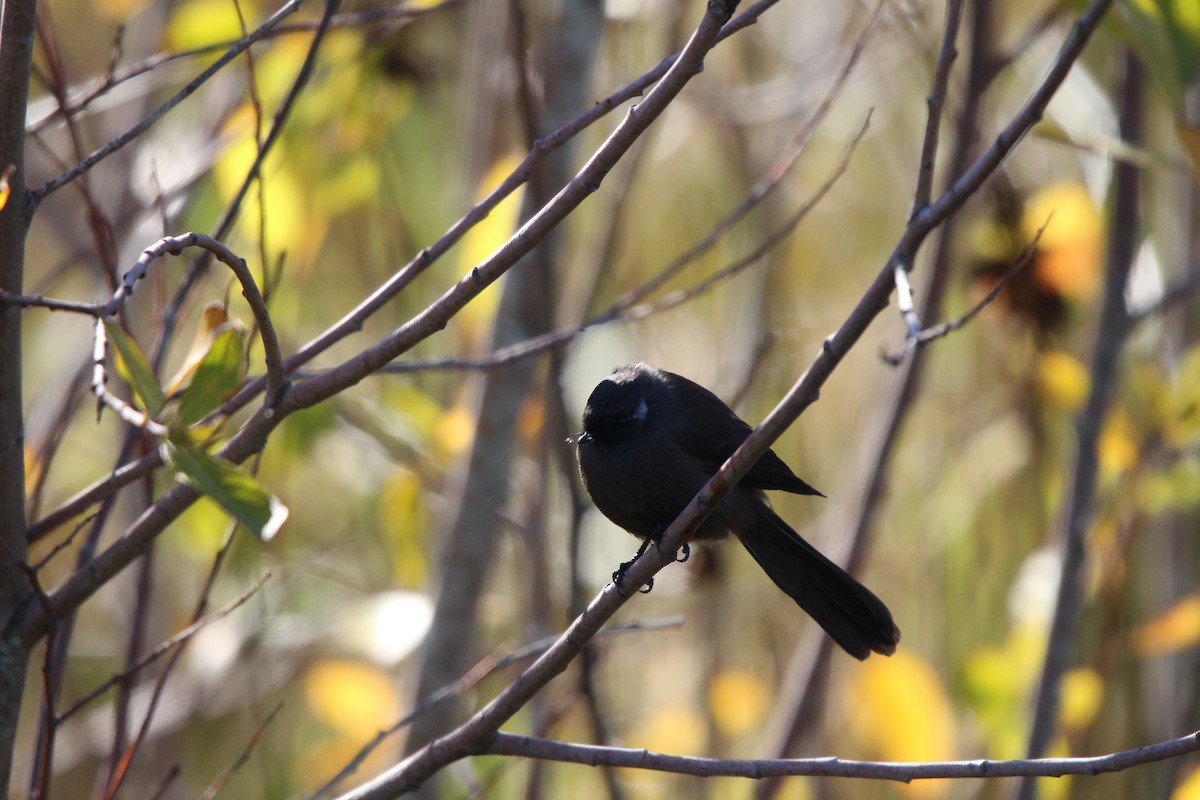 New Zealand Fantail - ML619214213