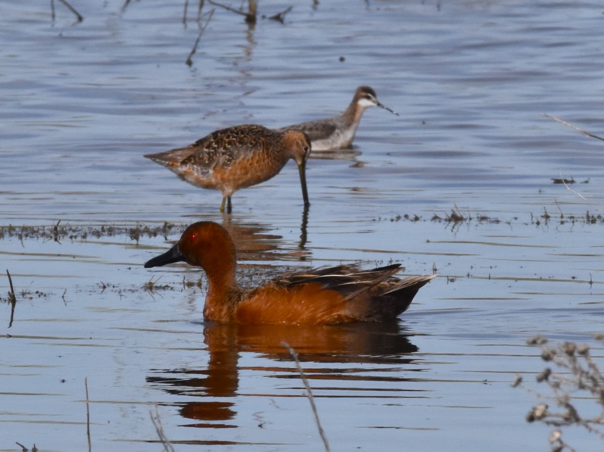 Cinnamon Teal - Alec Andrus