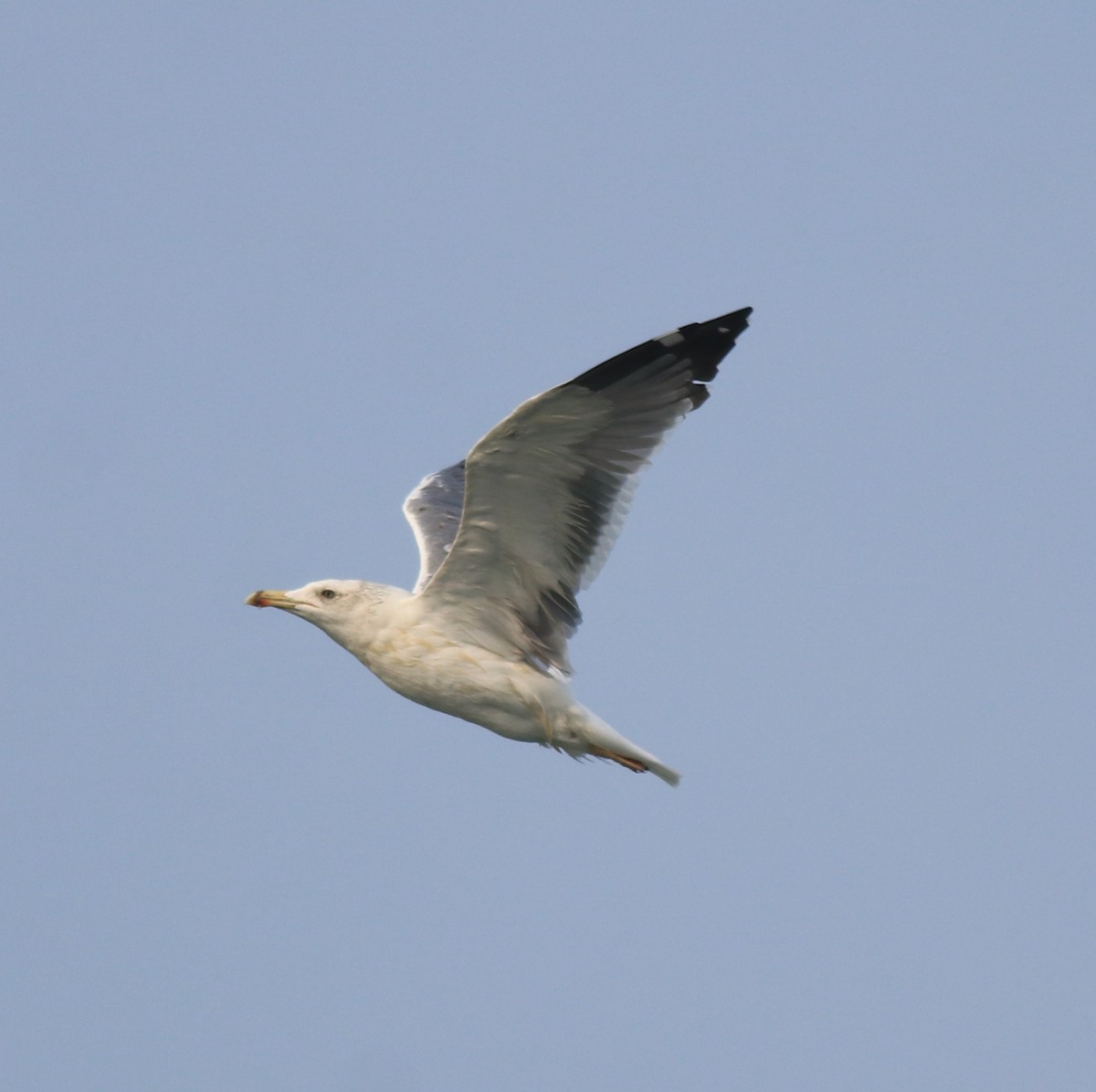 Lesser Black-backed Gull - Afsar Nayakkan