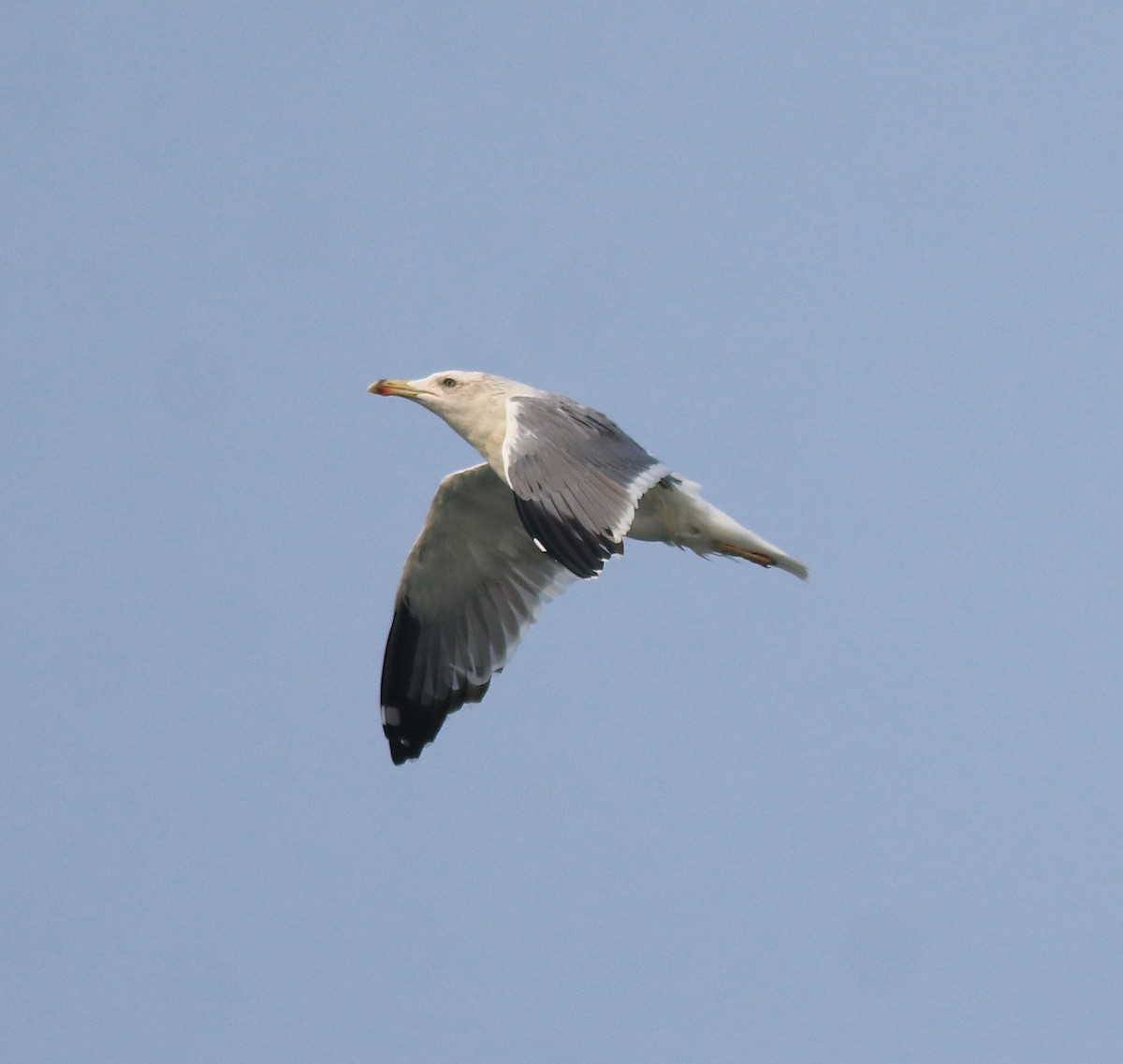 Lesser Black-backed Gull - Afsar Nayakkan