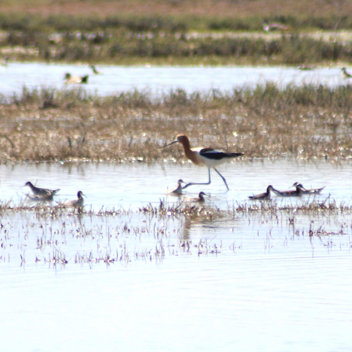 American Avocet - Marsha Painter