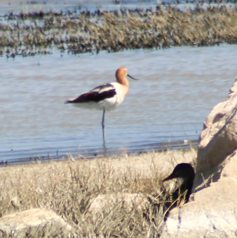 American Avocet - Marsha Painter