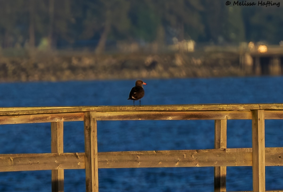 Heermann's Gull - Melissa Hafting