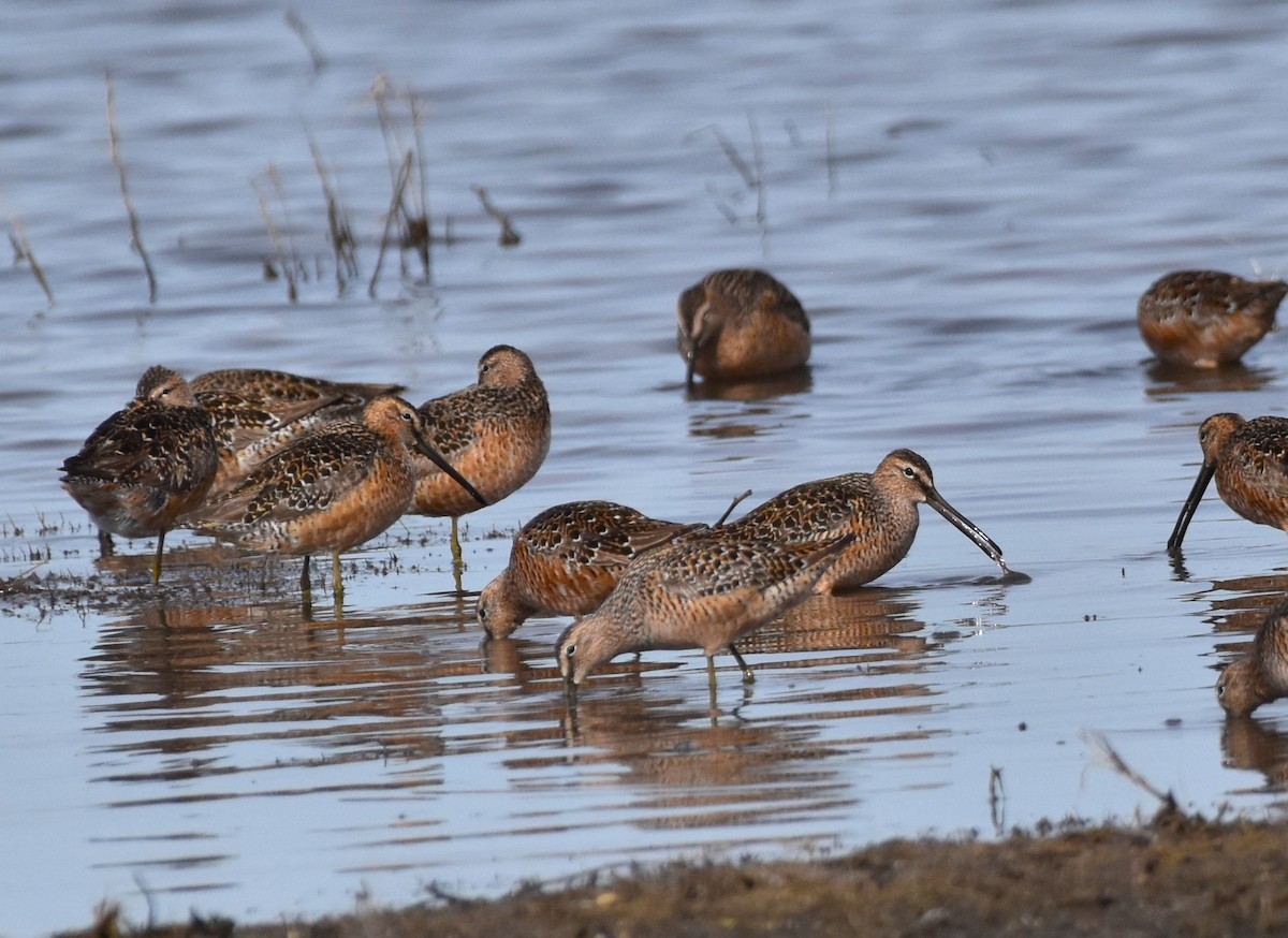 Long-billed Dowitcher - ML619214261