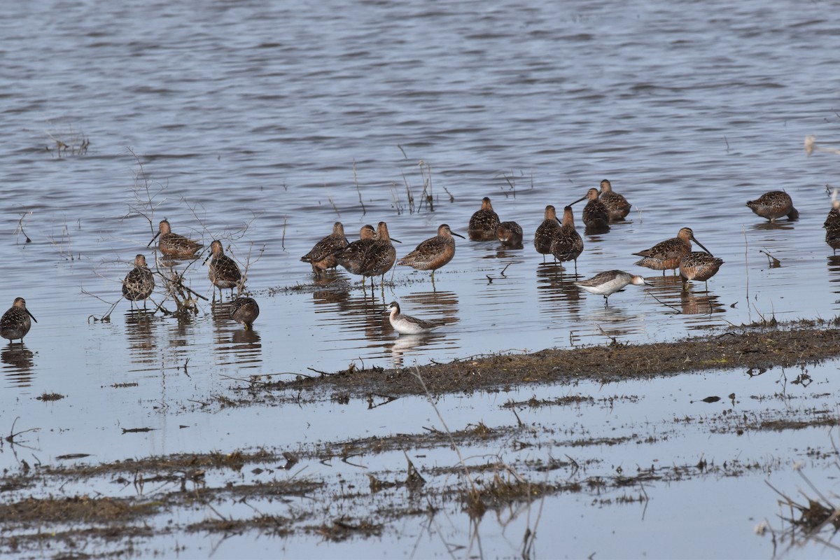 Long-billed Dowitcher - ML619214264