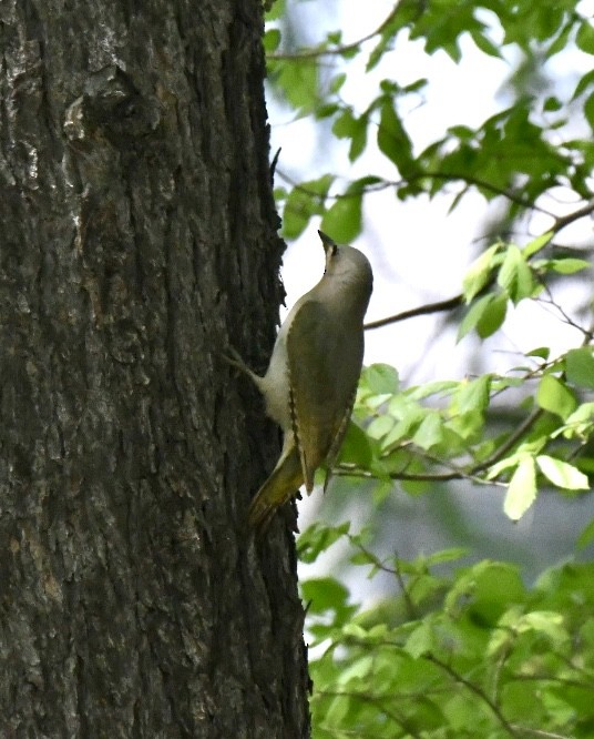 Gray-headed Woodpecker - Yvo Goossens