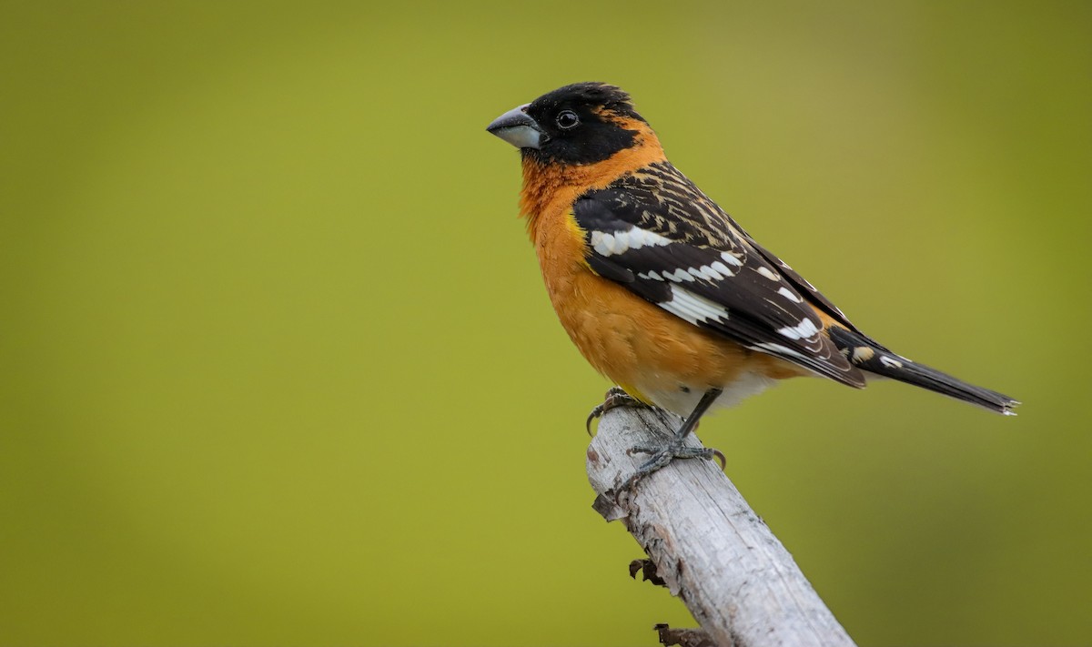 Black-headed Grosbeak - Andrew Thomas 🦅🪶