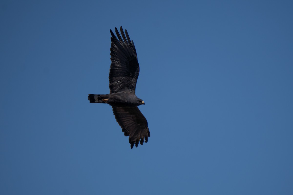 Zone-tailed Hawk - Julian Ventres