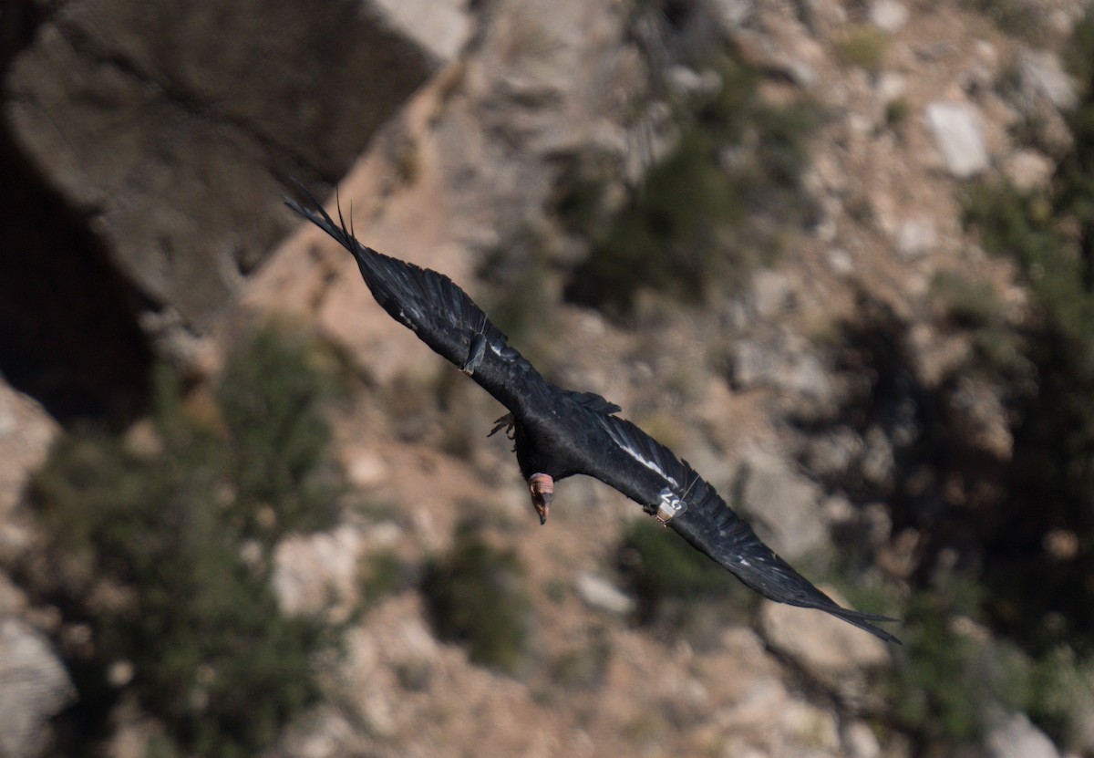 California Condor - ML619214308