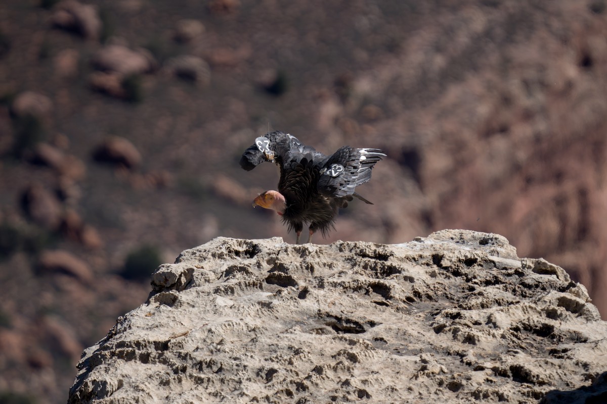 California Condor - ML619214309