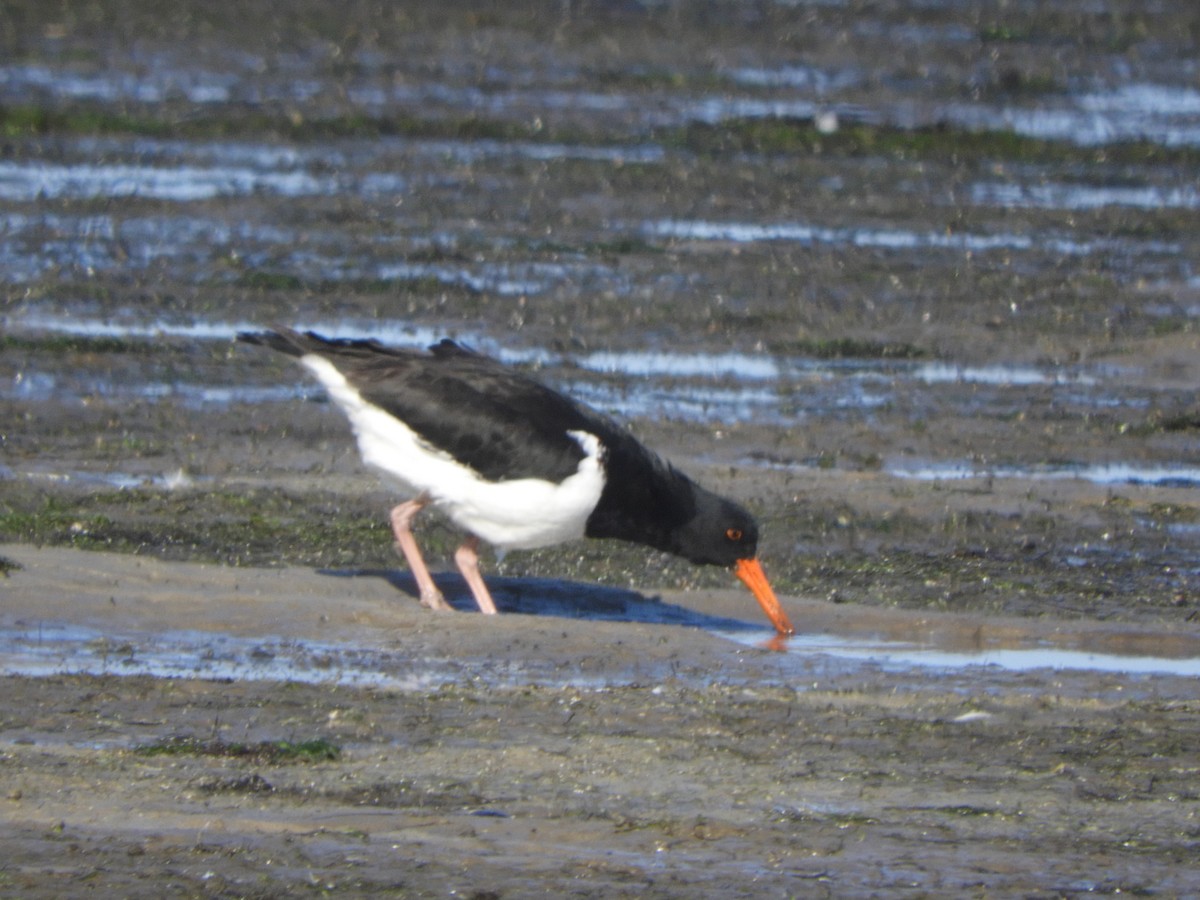 Pied Oystercatcher - Charles Silveira