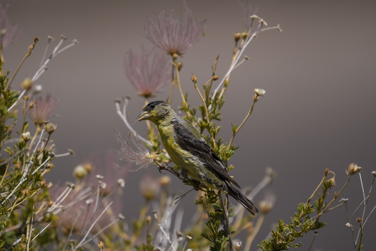 Lesser Goldfinch - Julian Ventres