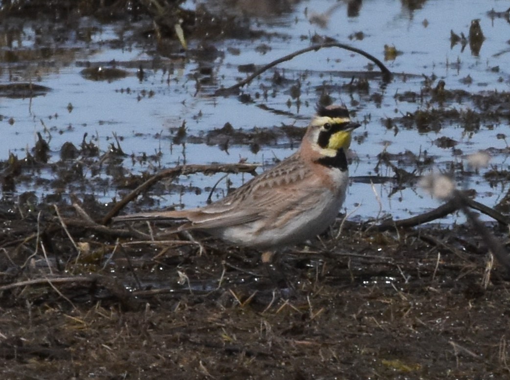 Horned Lark - Alec Andrus