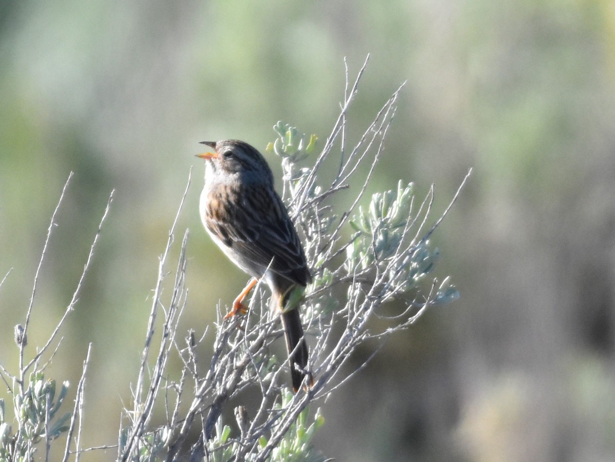 Brewer's Sparrow - ML619214333