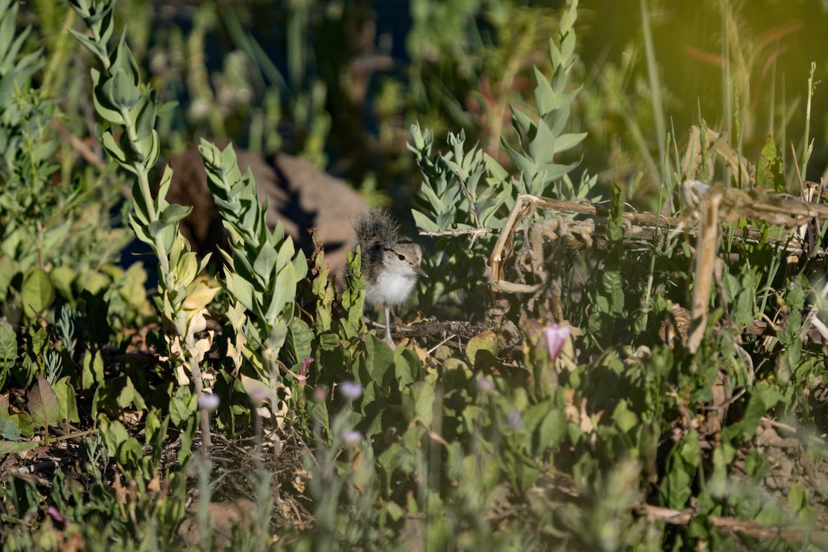 Spotted Sandpiper - Julian Ventres