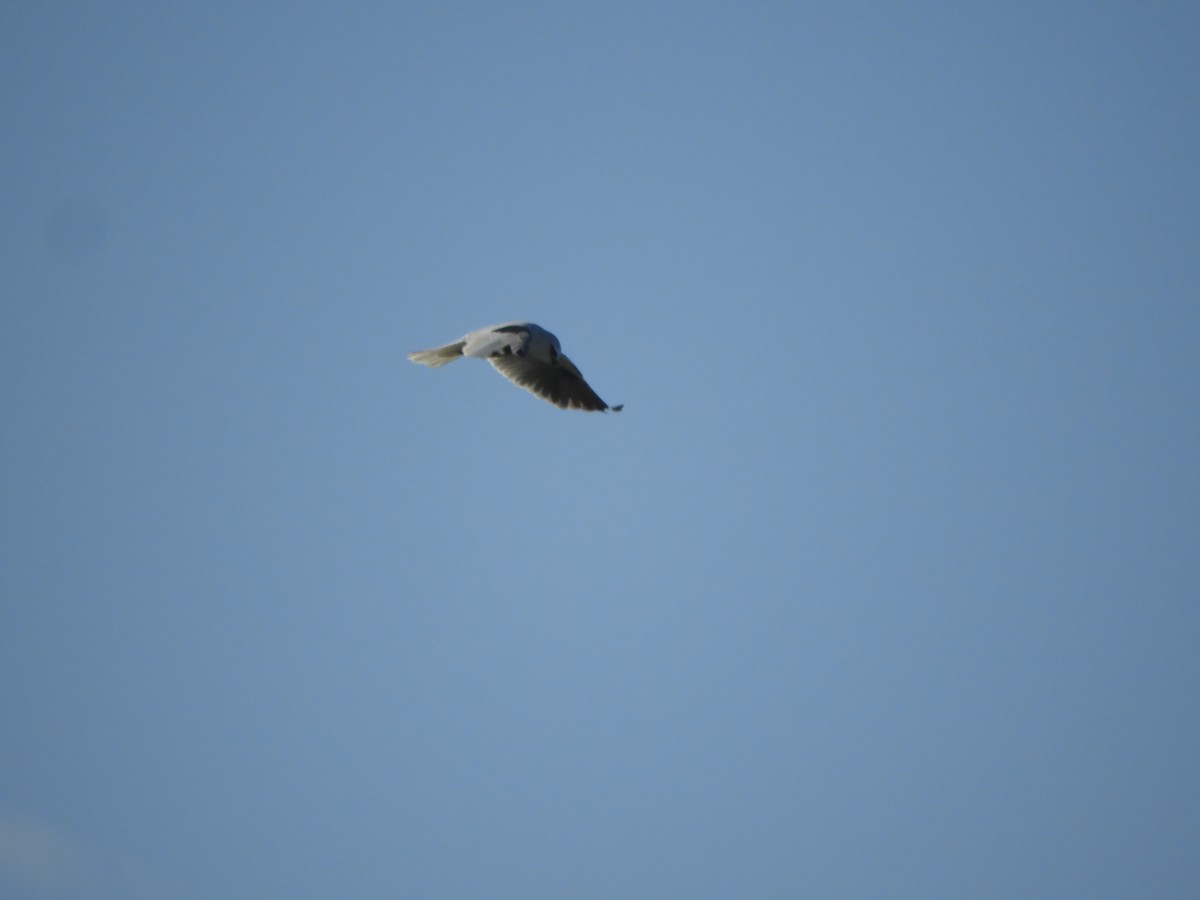 Black-shouldered Kite - Charles Silveira
