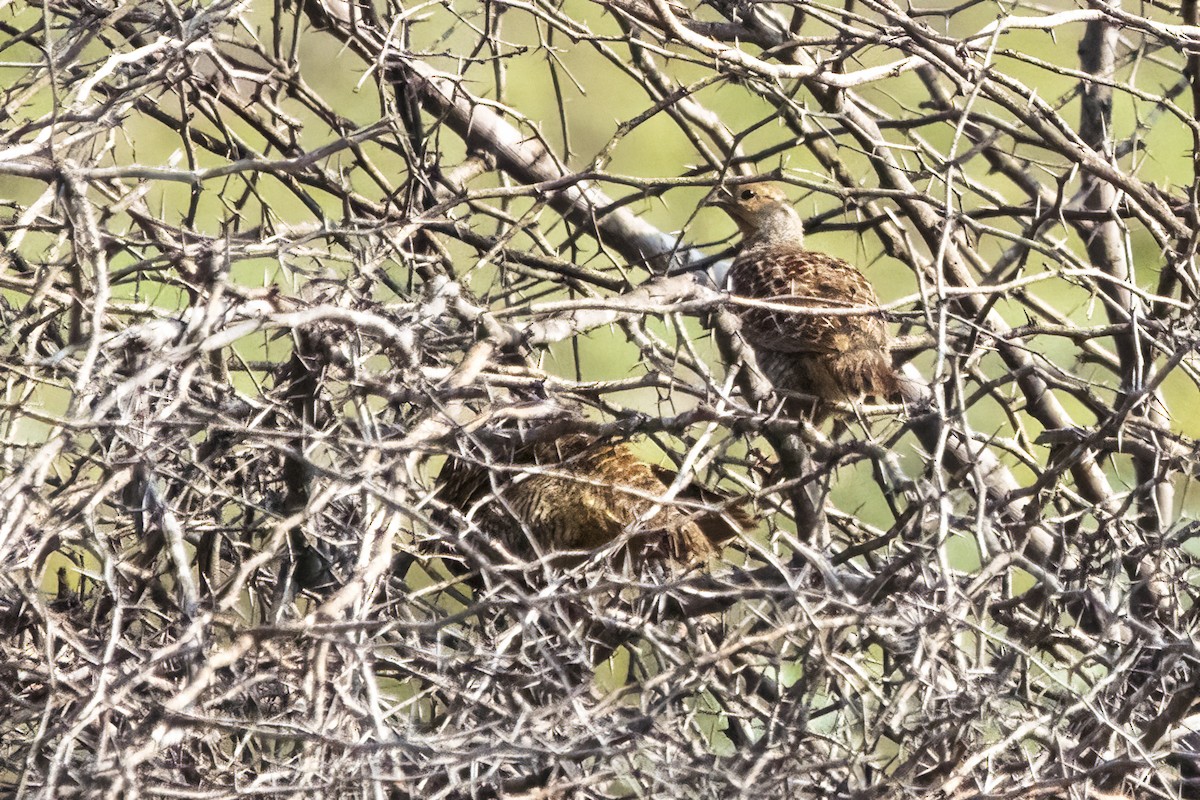 Gray Francolin - Ravi Jesudas