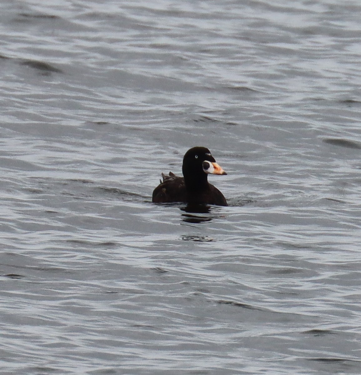 Surf Scoter - Teresa Palos